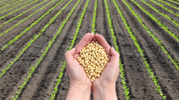 How Will India Feed 1.5 Billion People & Keep it Sustainable?